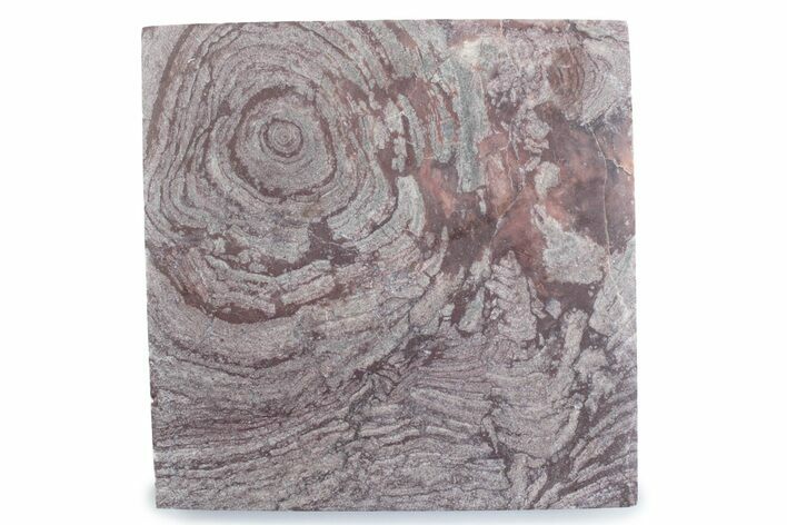 Polished, Neoproterozoic Stromatolite (Conophyton) - Morocco #377222